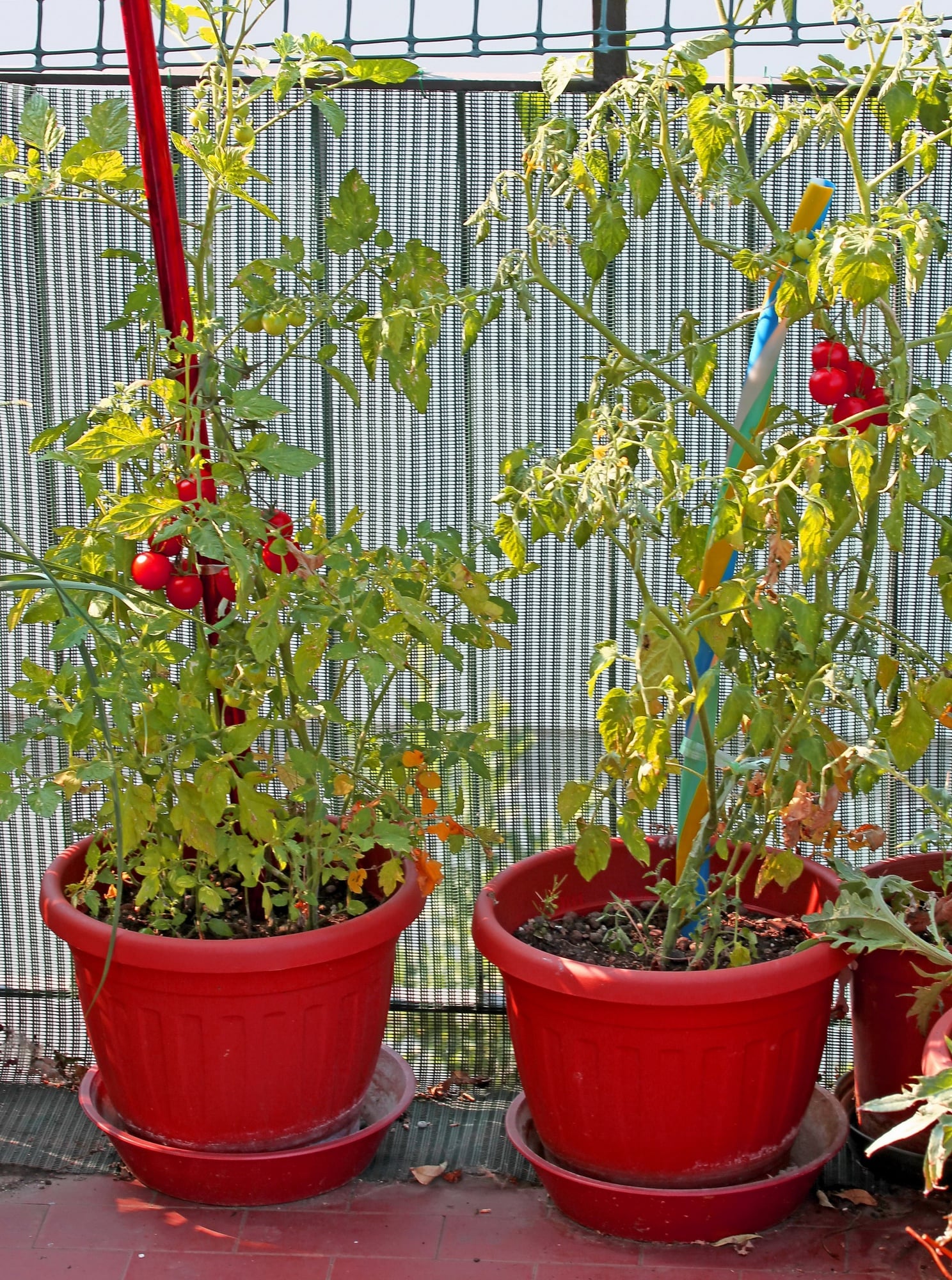 Tomatpotter skal vælges med omhu